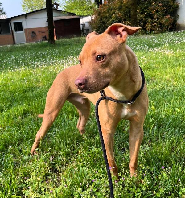 CARLETTO CERCA CASA Foto 2